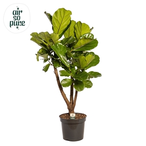 Ficus Lyrata Vertakt p35 (Air so Pure)