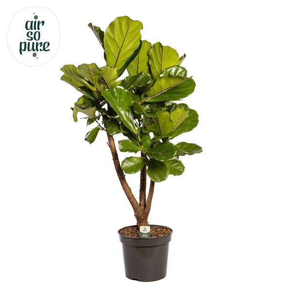 <h4>Ficus Lyrata Vertakt p35 (Air so Pure)</h4>