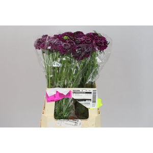 Scabiosa Atr Purple Scoop