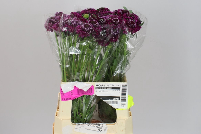 <h4>Scabiosa Atr Purple Scoop</h4>