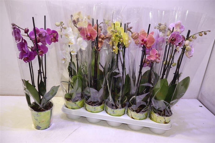 <h4>arr8 Phal Gem 6 Kl</h4>