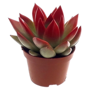 Echeveria coloured festival tomato red