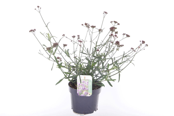 <h4>Verbena Lollipop</h4>