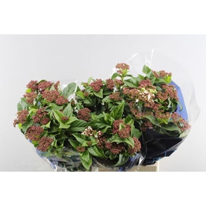 Viburnum T Macrophyllum L 70