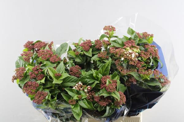 <h4>Viburnum T Macrophyllum L 70</h4>