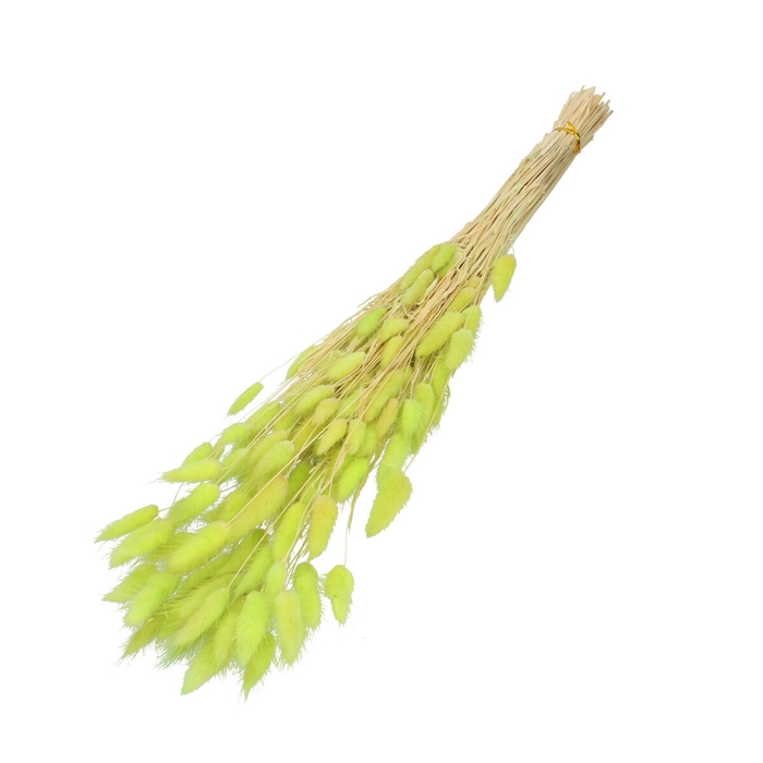 <h4>Dried flowers Lagurus 60cm 50g</h4>