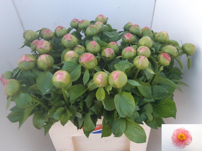 <h4>PAEO SALMON CHIFFON</h4>