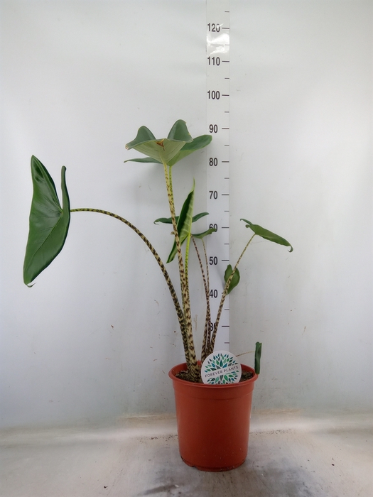 <h4>Alocasia zebrina</h4>