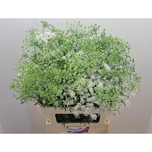 AMMI MAJUS