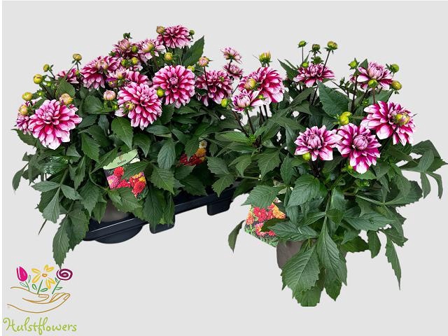 <h4>DAHL D M CHERRY BLAS</h4>
