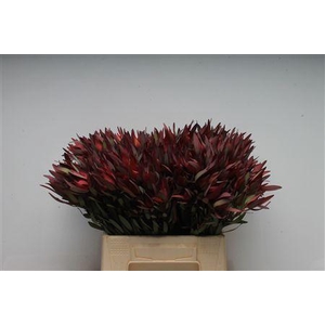 Leucad Safari Magik Spray