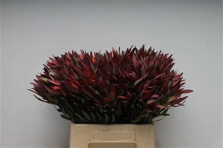 <h4>Leucad Safari Magik Spray</h4>