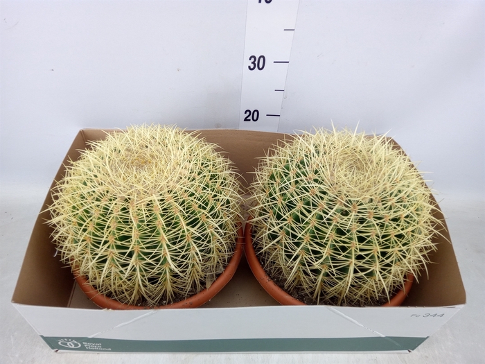 <h4>Echinocactus grusonii</h4>