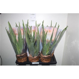 Aloe Vera P17