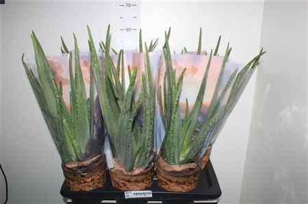 Aloe Vera P17