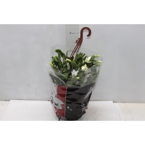 FLOR DE MAIO C21