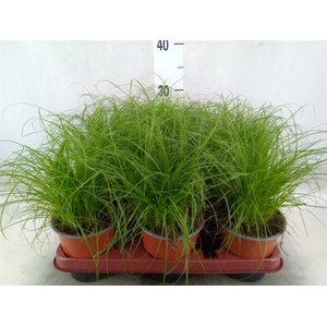 Cyperus alternifolius 'Zumula'