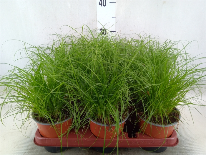 <h4>Cyperus alternifolius 'Zumula'</h4>