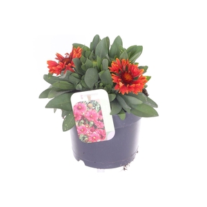 Gaillardia