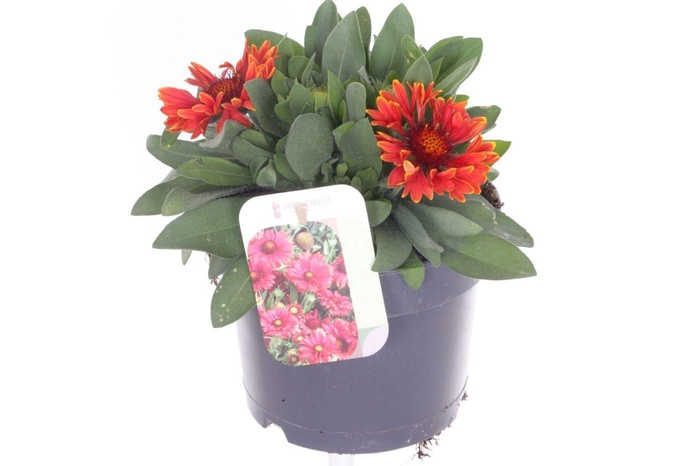 <h4>Gaillardia</h4>