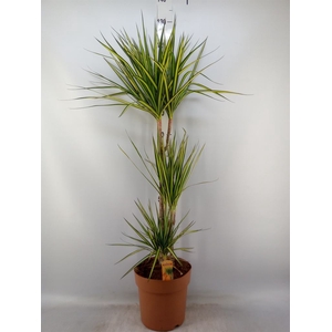 Dracaena marg. 'Sunray'