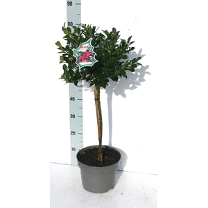 ILEX MES BLUE MAID