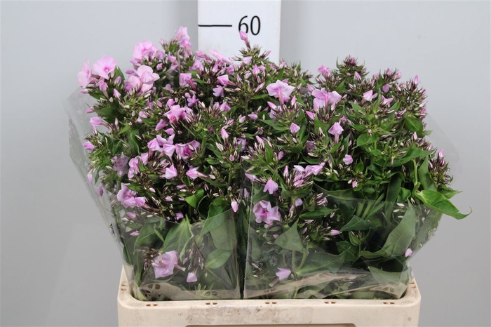 <h4>Phlox P Sweet Lexy</h4>