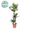 Dracaena Janet Lind p24, 75+30+10