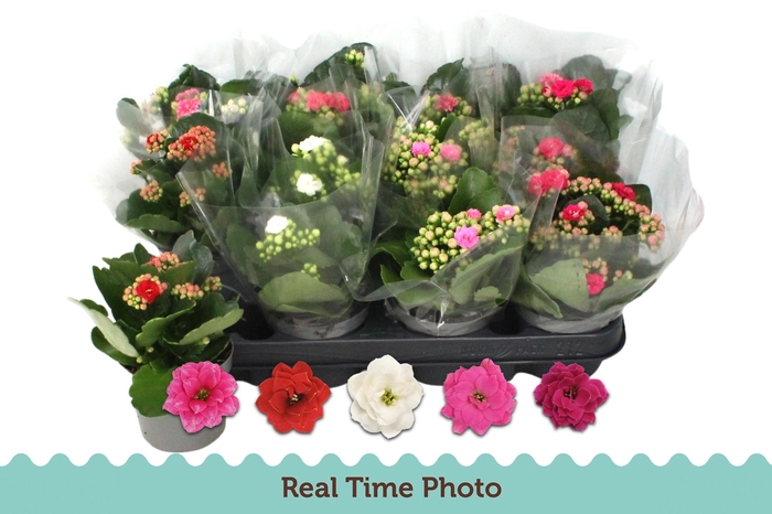 <h4>KAL GE GEM 5 KL</h4>