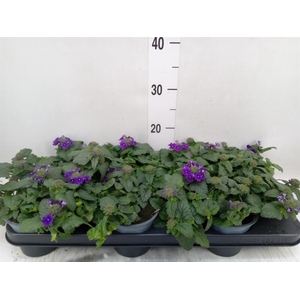 Verbena  'Lascar Burgundy'