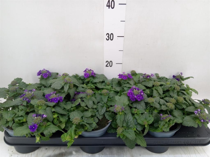 <h4>Verbena  'Lascar Burgundy'</h4>