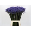 Agapanthus Dr Brouwer