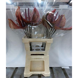 ANTH A CANTELLO 20 WATER 13 CM 868