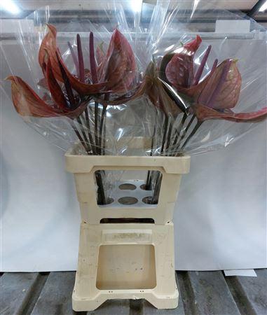 <h4>ANTH A CANTELLO 20 WATER 13 CM 868</h4>