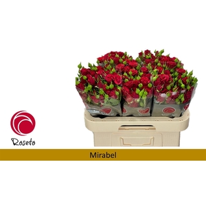 Rosa spray mirabel