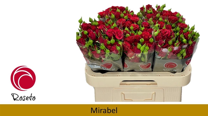 <h4>Rosa spray mirabel</h4>