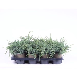 Juniperus squamata Blue Carpet