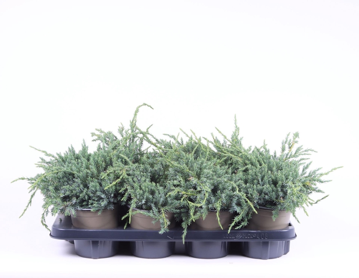 <h4>Juniperus squamata Blue Carpet</h4>