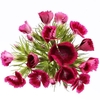 Dianthus Br Aldo Amalfi