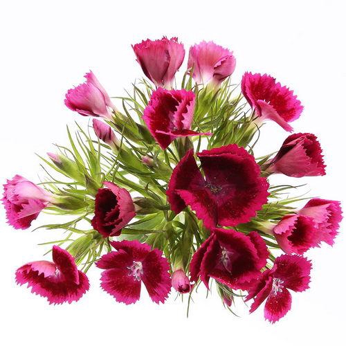 Dianthus Br Aldo Amalfi
