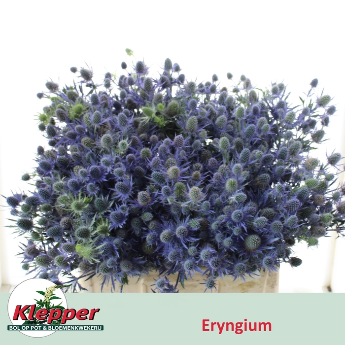 <h4>ERYN MAG BLUE LAGOON</h4>