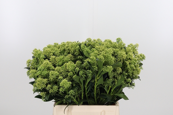 Skim J Frank Whit Bs