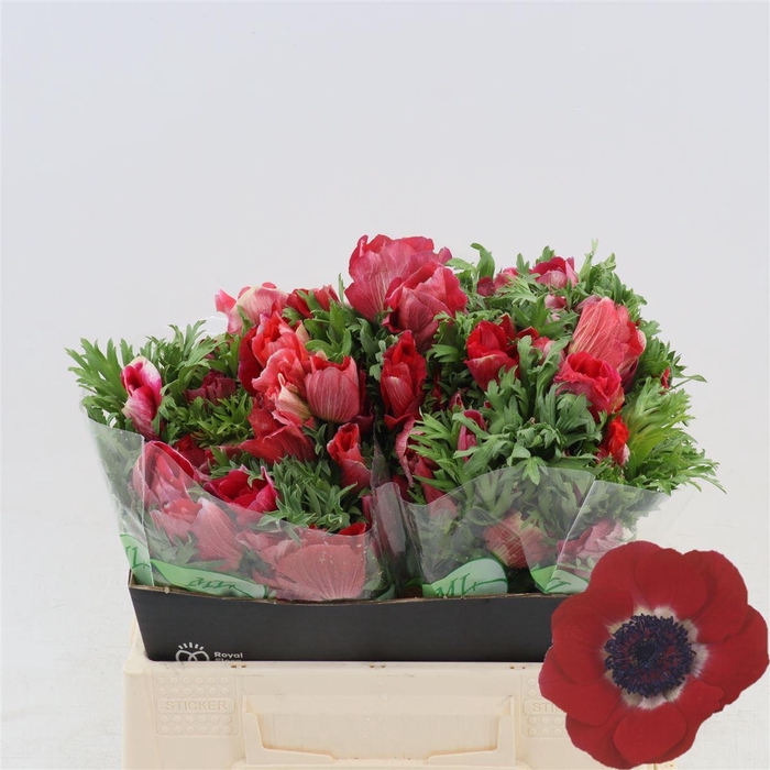 <h4>Anemone Galil Rood</h4>