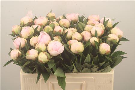 <h4>Paeo L Flor Nicholls</h4>