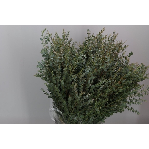 Euca Gunni Short 150 Gram