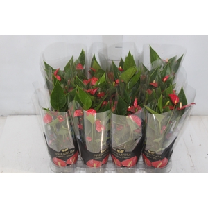 ANTHURIUM MINI MILLION FLOWERS P09
