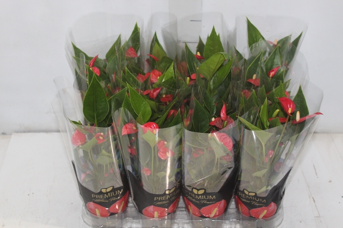 <h4>ANTHURIUM MINI MILLION FLOWERS P09</h4>