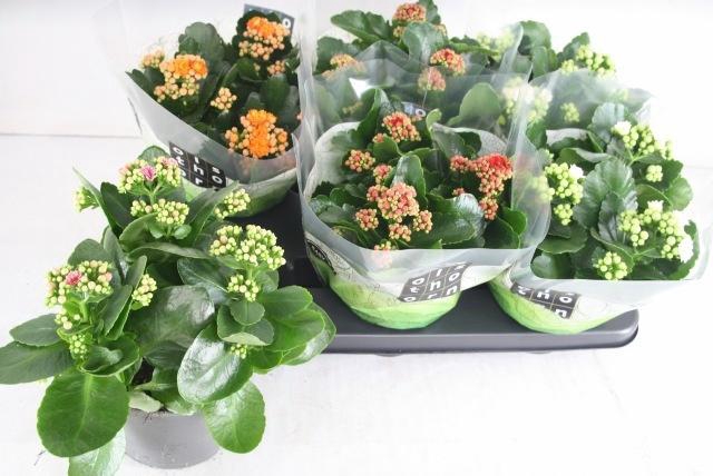 <h4>KAL GE GEM 4 KL</h4>