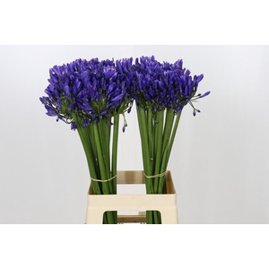 Agapanthus EYFORI Blue