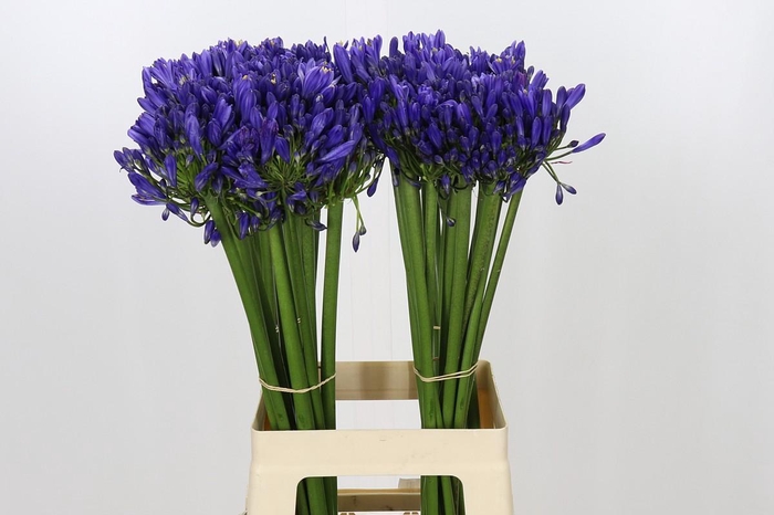 <h4>Agapanthus EYFORI Blue</h4>